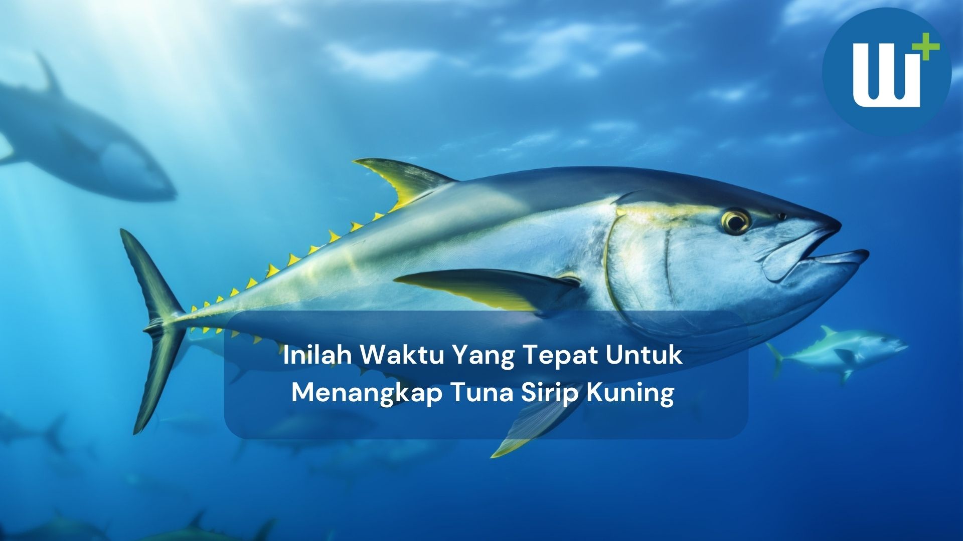  Inilah Waktu Yang Tepat Untuk Menangkap Tuna Sirip Kuning